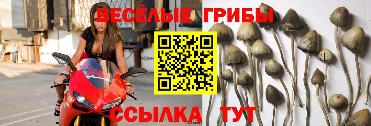 Псилоцибиновые грибы прущие грибы  Вход с VPN  Костомукша 